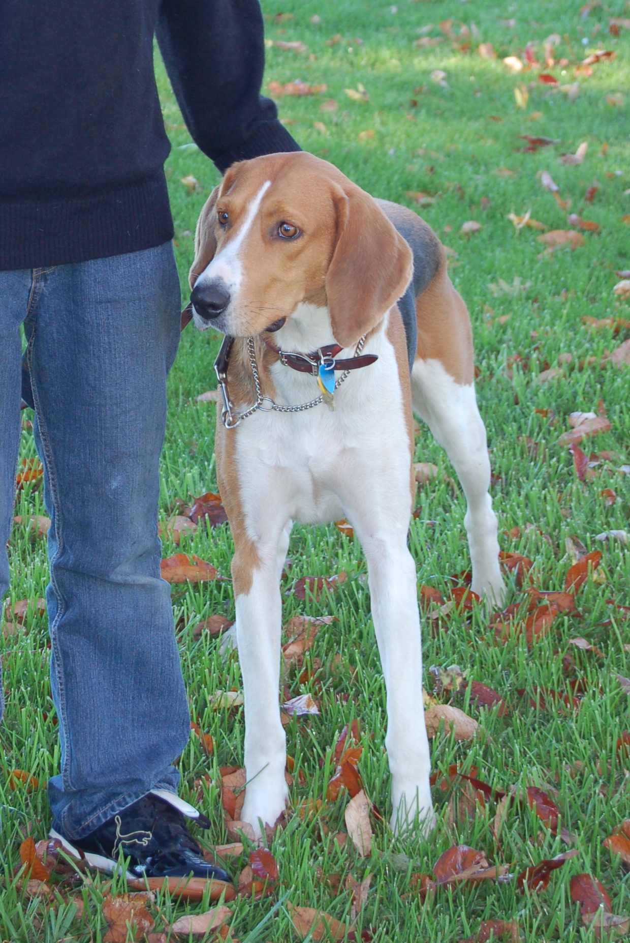 Macy, lost American Foxhound