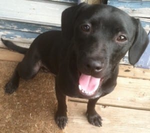 Scooby, a terrier lab mix, soon to be able to be adopted from SICSA