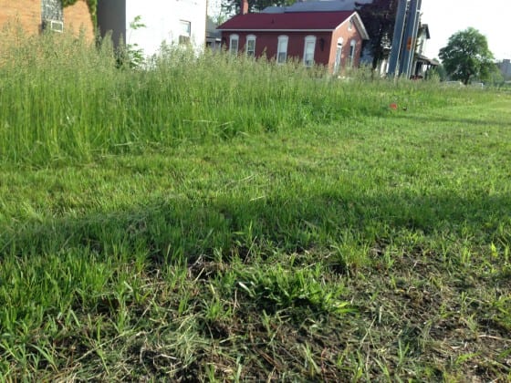 Before and after photo as city cuts grass in public boulevard